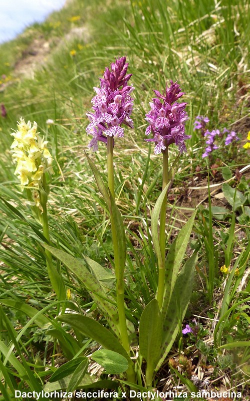 Prime fioriture di orchidee sui Monti della Laga  giugno 2021.